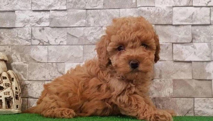 Toy Poodle